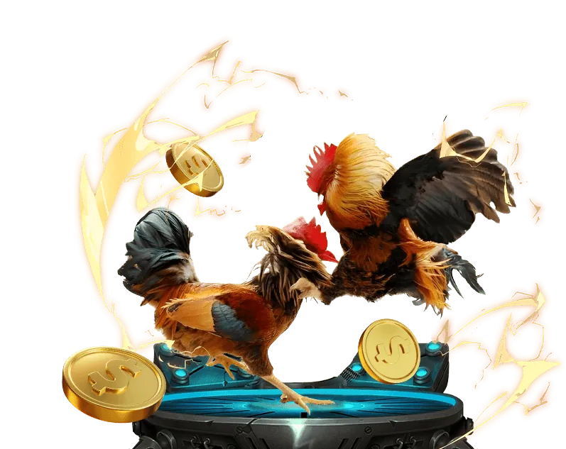 Phân tích gà chiến trước trận đấu đá gà